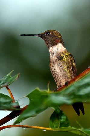 Ruby-throated Hummingbird Photographed during Hurricane Irene