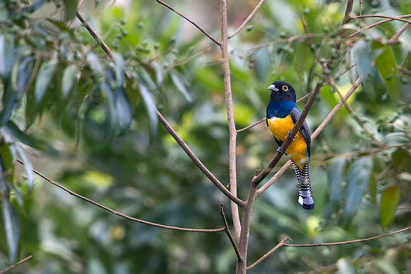 Gartered Trogon