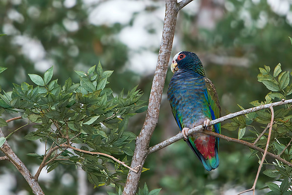 White-crowned Parrot