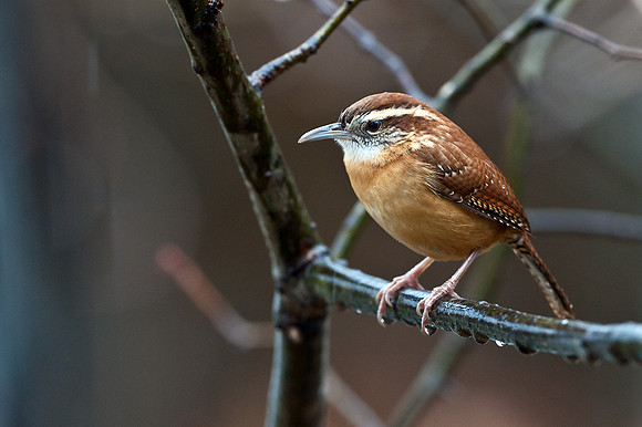 Carolina Wren