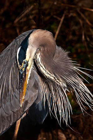 Blue Heron
