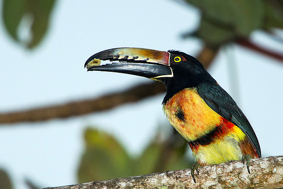 Collared Aracari with Fruit
