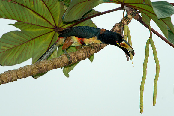Collared Aracari Picking Fruit from Tree