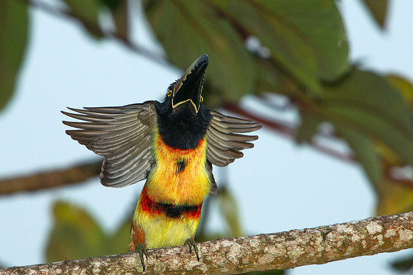 Collared Aracari Wings Stretching
