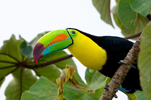 Keel-billed Toucan