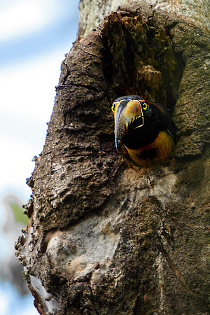 Collared Aracari in Nest