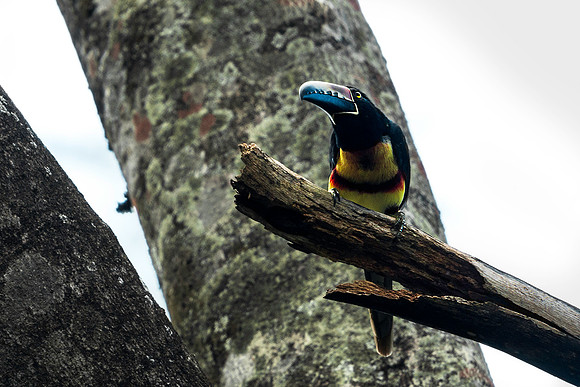 Collared Aracari on Tree Limb