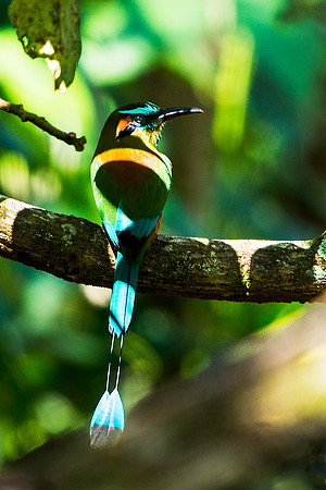 Turquoise-browned Motmot