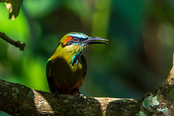 Turquoise-browned Motmot