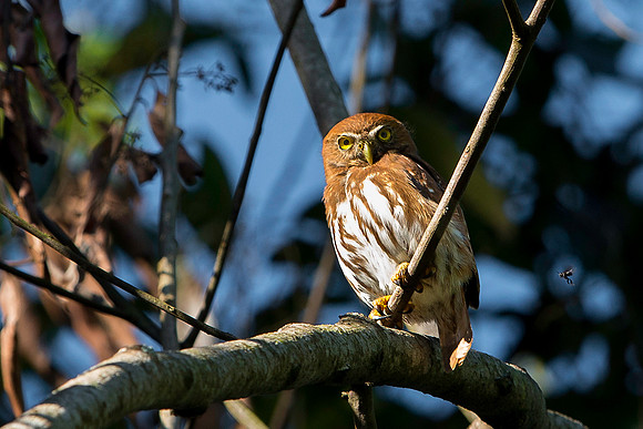 Ferruginous Pigmy Owl