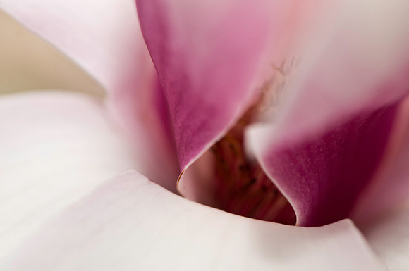 Tuliptree Flower