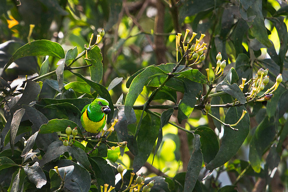 Blue-crowned Chlorophonia