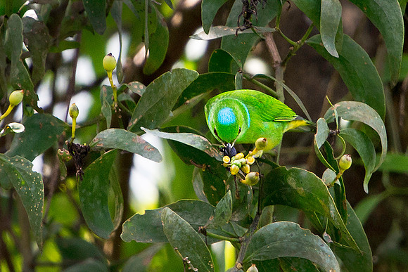 Blue-crowned Chlorophonia