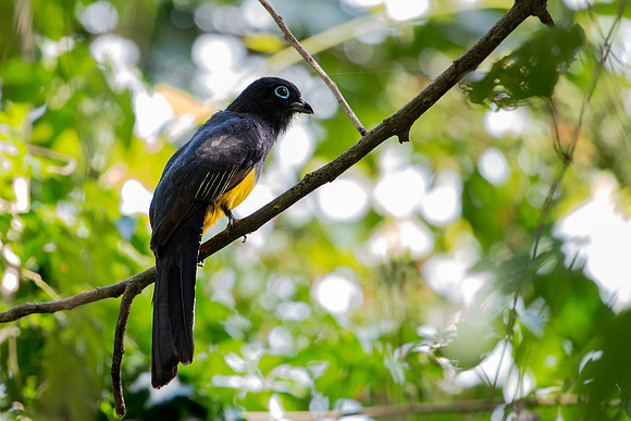 Black-headed Trogon