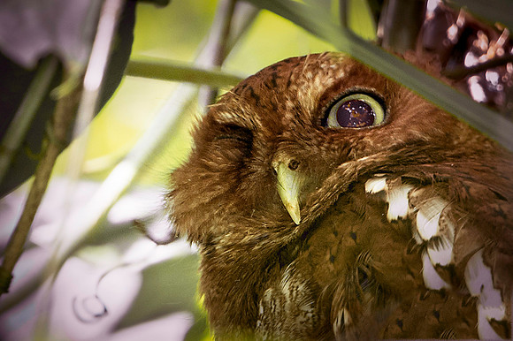 Vermiculated Screech-Owl Hidden in Rain Forest Foliage