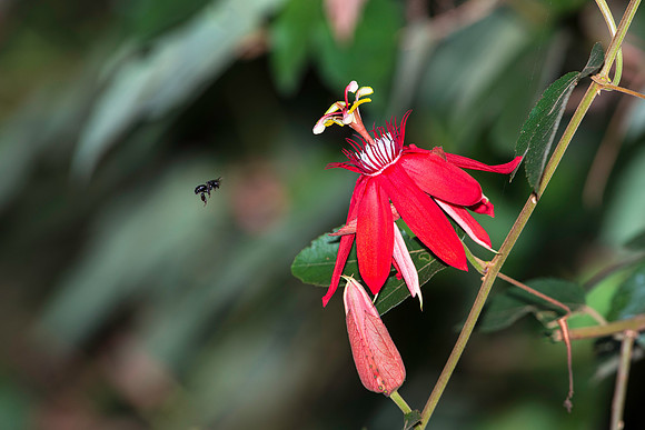 Passion Flower and Bee