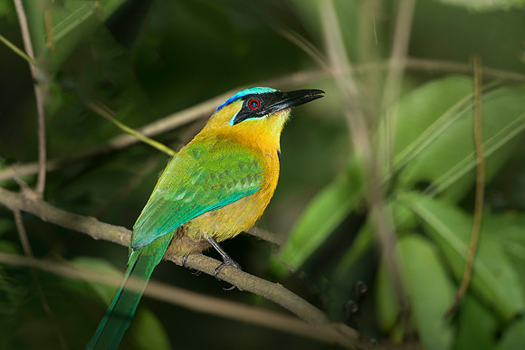 Blue-crowned Motmot
