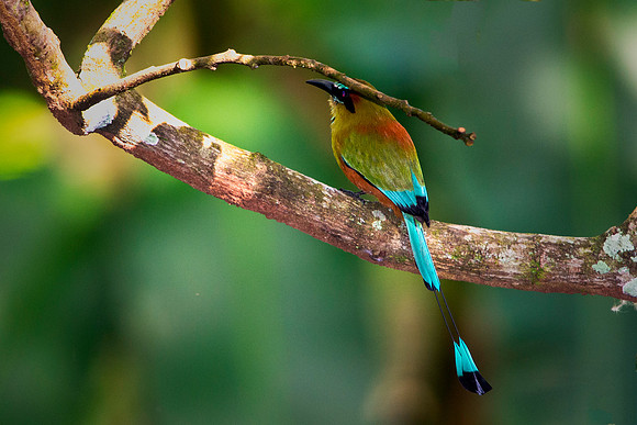 Turquoise-browned Motmot