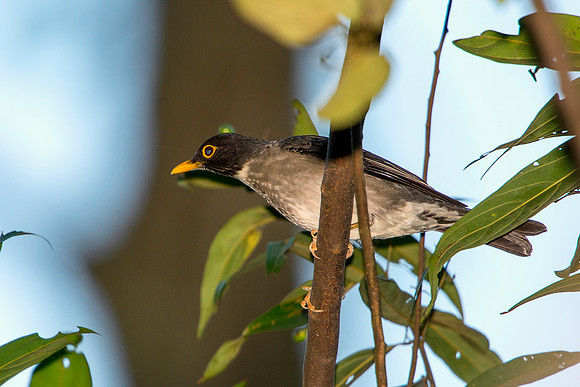 White-throated Robin