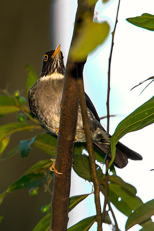 White-throated Robin