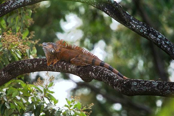 Iguana