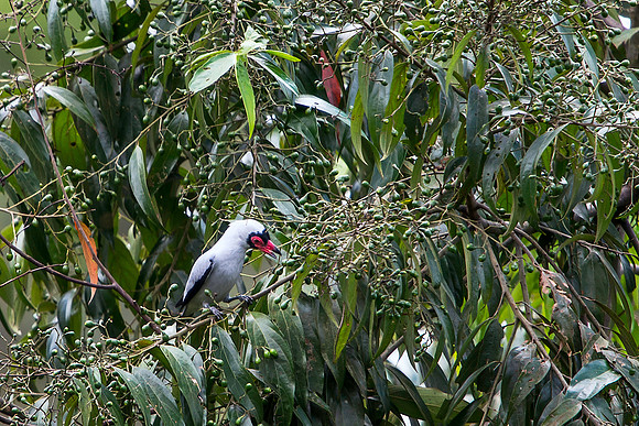 Masked Tityra