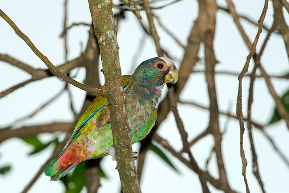 White-crowned Parrot