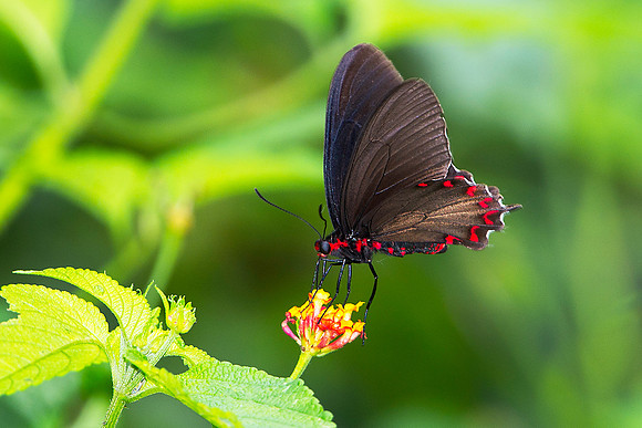 Pico Bonito Butterfly