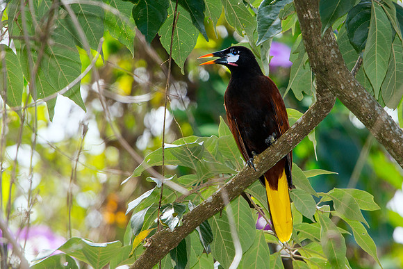 Montezuma Oropendola