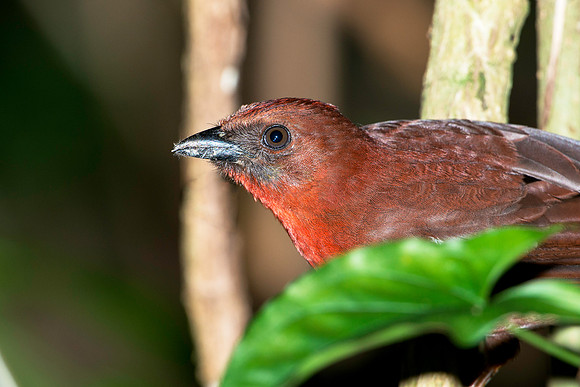 Red-crowned Ant Tanager