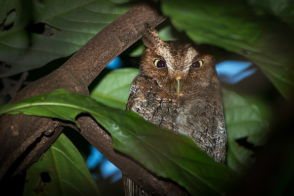 Vermiculated Screech-Owl Hidden in Lush Forest Foliage