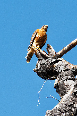 Looking at Red Shoulder Hawk Looking Down