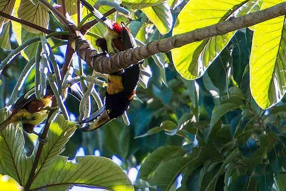Collared Avacari Uposide Down Feeding