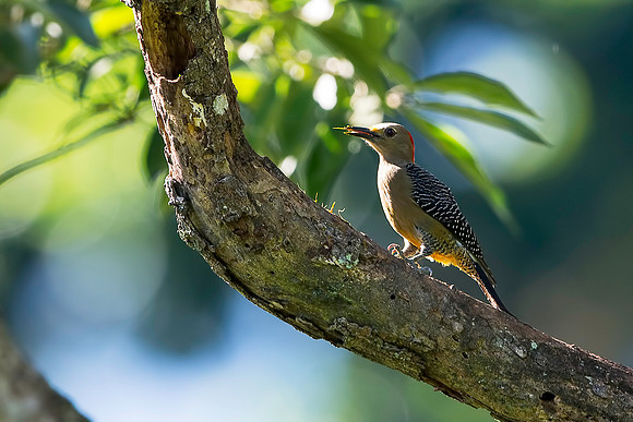 Golden-fronted Woodpecker