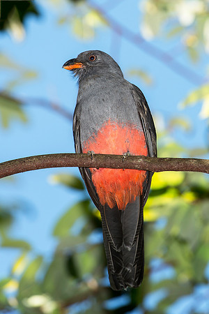 Slaty-tailed Trogon (female)
