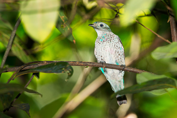 Immature Lovely Cotinga (male)