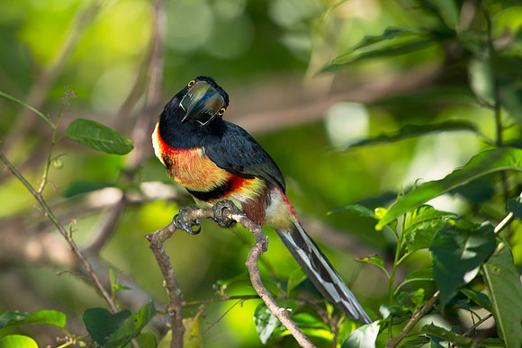 Making Eye Contact with a Collared Aracari