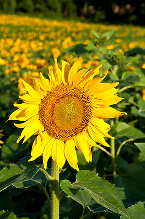 Field of Sunflowers