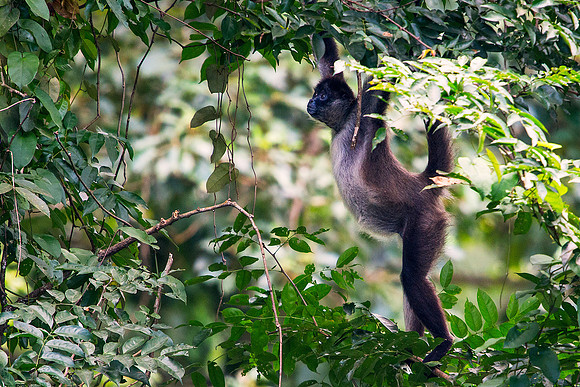 Spider Monkey