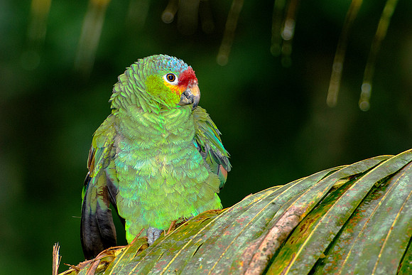 Red-lored Parrot
