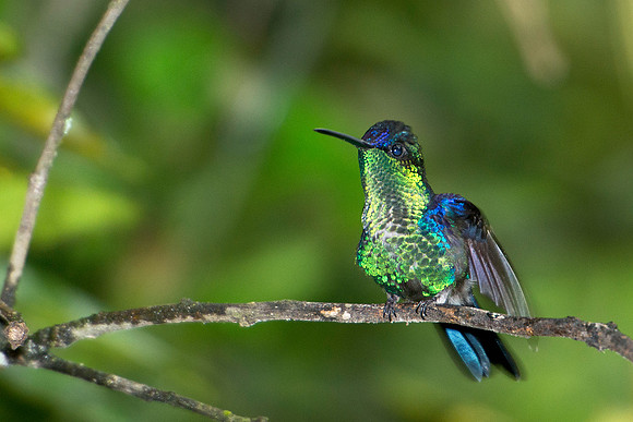 Violet-crowned Woodnymph (male)