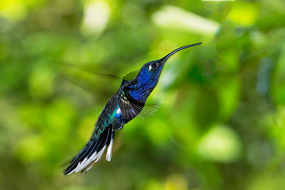 Violet Sabrewing (male)