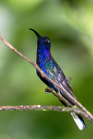 Violet Sabrewing (male)
