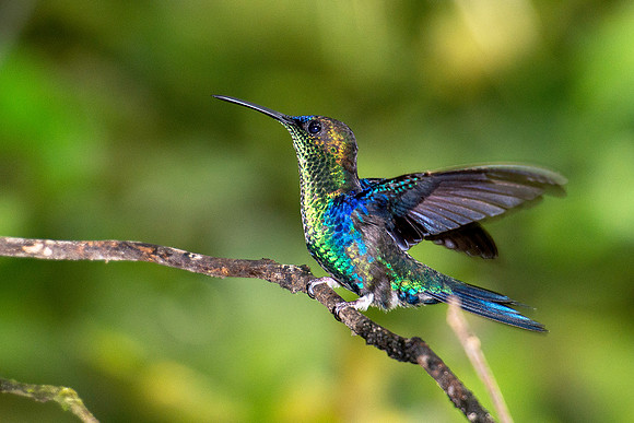 Violet-crowned Woodnymph (male)