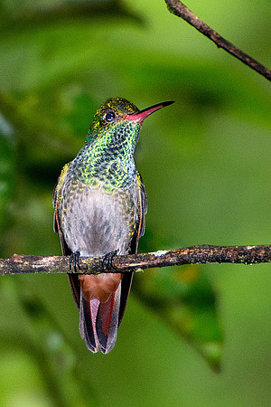 Rufous-tailed Hummingbird