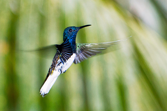 White-necked Jacobin (male)