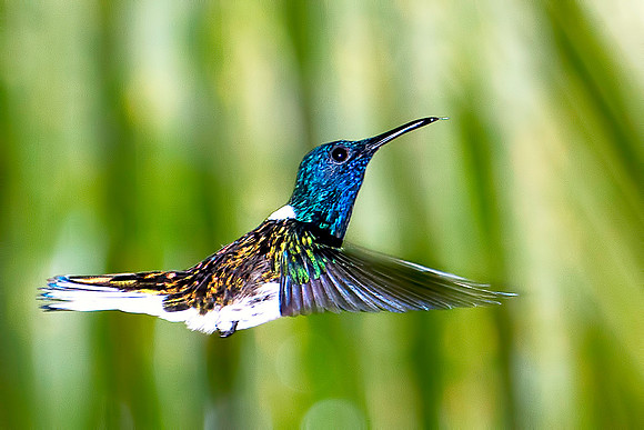 White-necked Jacobin (male)