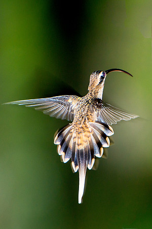 Long-billed Hermit