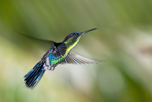 Violet-crowned Woodnymph (imm. male)