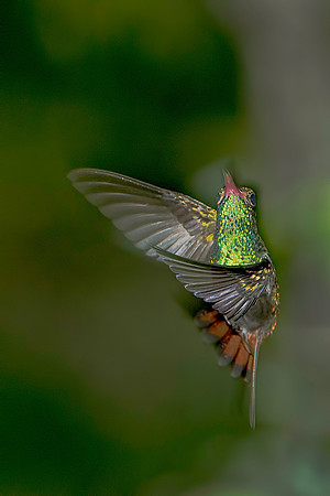 Rufous-tailed Hummingbird